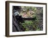 A Marine Uses a Tree for Cover and Concealment While Providing Security During a Patrol-Stocktrek Images-Framed Photographic Print