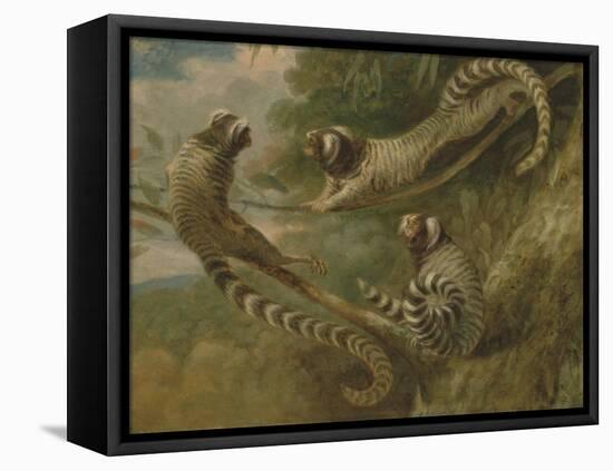 A Marmoset in Three Attitudes, 1793-George Garrard-Framed Stretched Canvas