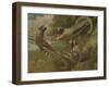 A Marmoset in Three Attitudes, 1793-George Garrard-Framed Giclee Print