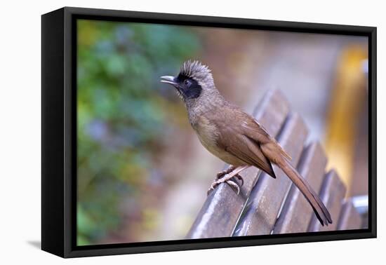 A Masked Laughing Thrush in Kowloon Park, Hong Kong-Richard Wright-Framed Stretched Canvas