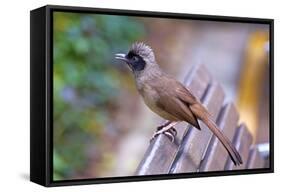A Masked Laughing Thrush in Kowloon Park, Hong Kong-Richard Wright-Framed Stretched Canvas