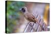 A Masked Laughing Thrush in Kowloon Park, Hong Kong-Richard Wright-Stretched Canvas