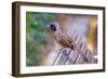 A Masked Laughing Thrush in Kowloon Park, Hong Kong-Richard Wright-Framed Photographic Print