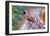 A Masked Laughing Thrush in Kowloon Park, Hong Kong-Richard Wright-Framed Photographic Print