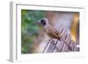 A Masked Laughing Thrush in Kowloon Park, Hong Kong-Richard Wright-Framed Photographic Print