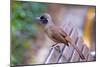 A Masked Laughing Thrush in Kowloon Park, Hong Kong-Richard Wright-Mounted Photographic Print