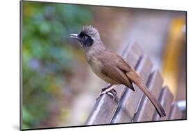 A Masked Laughing Thrush in Kowloon Park, Hong Kong-Richard Wright-Mounted Photographic Print