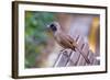 A Masked Laughing Thrush in Kowloon Park, Hong Kong-Richard Wright-Framed Photographic Print