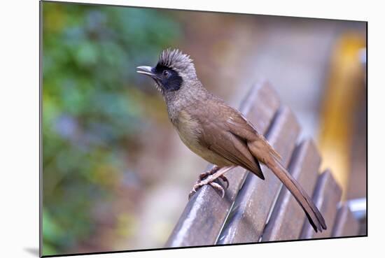 A Masked Laughing Thrush in Kowloon Park, Hong Kong-Richard Wright-Mounted Photographic Print