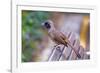 A Masked Laughing Thrush in Kowloon Park, Hong Kong-Richard Wright-Framed Photographic Print