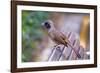 A Masked Laughing Thrush in Kowloon Park, Hong Kong-Richard Wright-Framed Photographic Print