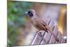 A Masked Laughing Thrush in Kowloon Park, Hong Kong-Richard Wright-Mounted Photographic Print