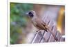 A Masked Laughing Thrush in Kowloon Park, Hong Kong-Richard Wright-Framed Photographic Print