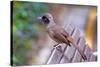 A Masked Laughing Thrush in Kowloon Park, Hong Kong-Richard Wright-Stretched Canvas