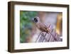 A Masked Laughing Thrush in Kowloon Park, Hong Kong-Richard Wright-Framed Photographic Print