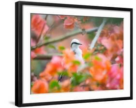 A Masked Water Tyrant Perches on a Tree Branch in the Atlantic Rainforest-Alex Saberi-Framed Photographic Print