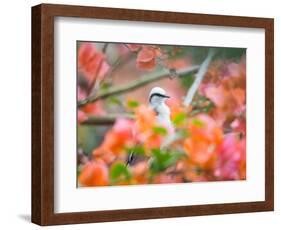 A Masked Water Tyrant Perches on a Tree Branch in the Atlantic Rainforest-Alex Saberi-Framed Photographic Print