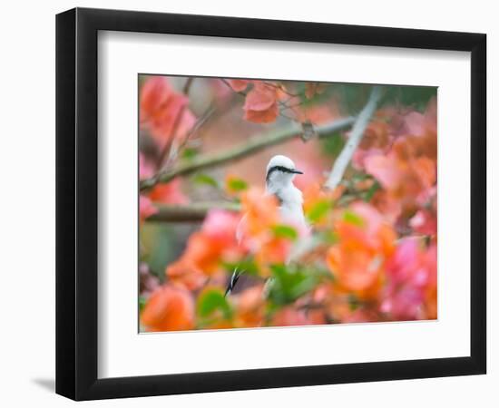 A Masked Water Tyrant Perches on a Tree Branch in the Atlantic Rainforest-Alex Saberi-Framed Photographic Print