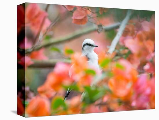 A Masked Water Tyrant Perches on a Tree Branch in the Atlantic Rainforest-Alex Saberi-Stretched Canvas