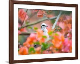 A Masked Water Tyrant Perches on a Tree Branch in the Atlantic Rainforest-Alex Saberi-Framed Photographic Print