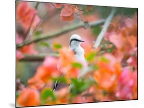 A Masked Water Tyrant Perches on a Tree Branch in the Atlantic Rainforest-Alex Saberi-Mounted Photographic Print