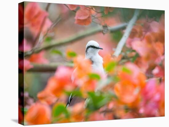 A Masked Water Tyrant Perches on a Tree Branch in the Atlantic Rainforest-Alex Saberi-Stretched Canvas