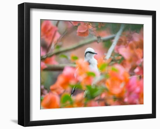 A Masked Water Tyrant Perches on a Tree Branch in the Atlantic Rainforest-Alex Saberi-Framed Premium Photographic Print