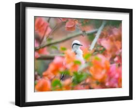 A Masked Water Tyrant Perches on a Tree Branch in the Atlantic Rainforest-Alex Saberi-Framed Premium Photographic Print