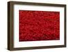 A Mass of Red Tulips-izuriphoto-Framed Photographic Print