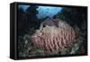 A Massive Barrel Sponge Grows N the Solomon Islands-Stocktrek Images-Framed Stretched Canvas