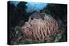 A Massive Barrel Sponge Grows N the Solomon Islands-Stocktrek Images-Stretched Canvas