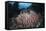 A Massive Barrel Sponge Grows N the Solomon Islands-Stocktrek Images-Framed Stretched Canvas