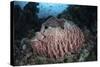 A Massive Barrel Sponge Grows N the Solomon Islands-Stocktrek Images-Stretched Canvas