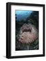 A Massive Barrel Sponge Grows N the Solomon Islands-Stocktrek Images-Framed Photographic Print