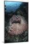 A Massive Barrel Sponge Grows N the Solomon Islands-Stocktrek Images-Mounted Photographic Print