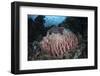 A Massive Barrel Sponge Grows N the Solomon Islands-Stocktrek Images-Framed Photographic Print