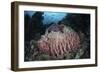 A Massive Barrel Sponge Grows N the Solomon Islands-Stocktrek Images-Framed Photographic Print