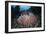 A Massive Barrel Sponge Grows N the Solomon Islands-Stocktrek Images-Framed Photographic Print