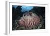 A Massive Barrel Sponge Grows N the Solomon Islands-Stocktrek Images-Framed Photographic Print