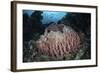 A Massive Barrel Sponge Grows N the Solomon Islands-Stocktrek Images-Framed Photographic Print