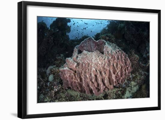 A Massive Barrel Sponge Grows N the Solomon Islands-Stocktrek Images-Framed Photographic Print