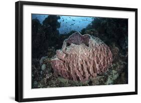 A Massive Barrel Sponge Grows N the Solomon Islands-Stocktrek Images-Framed Photographic Print