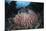 A Massive Barrel Sponge Grows N the Solomon Islands-Stocktrek Images-Mounted Photographic Print