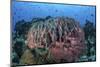 A Massive Barrel Sponge Grows on a Healthy Coral Reef-Stocktrek Images-Mounted Premium Photographic Print