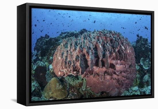 A Massive Barrel Sponge Grows on a Healthy Coral Reef-Stocktrek Images-Framed Stretched Canvas