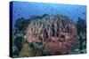 A Massive Barrel Sponge Grows on a Healthy Coral Reef-Stocktrek Images-Stretched Canvas