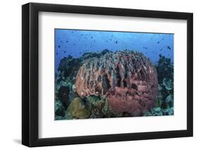 A Massive Barrel Sponge Grows on a Healthy Coral Reef-Stocktrek Images-Framed Photographic Print