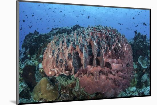 A Massive Barrel Sponge Grows on a Healthy Coral Reef-Stocktrek Images-Mounted Photographic Print