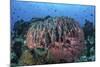 A Massive Barrel Sponge Grows on a Healthy Coral Reef-Stocktrek Images-Mounted Photographic Print