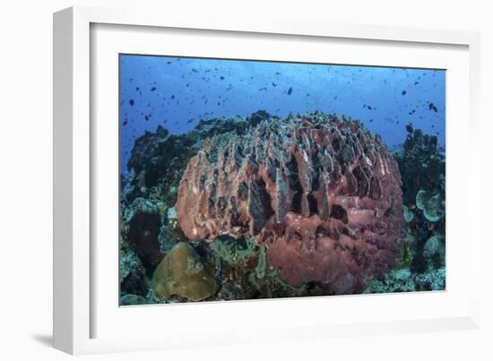 A Massive Barrel Sponge Grows on a Healthy Coral Reef-Stocktrek Images-Framed Photographic Print